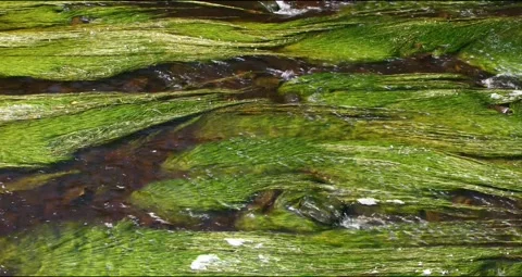 Long weeds in the Water of Leith Stock Footage 158955548
