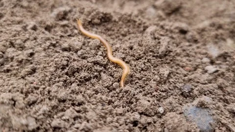 Long Western Yellow Centipede on Damp Dirt With Stones Stock Footage 184620366