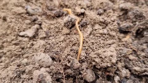 Long Western Yellow Centipede on Damp Dirt With Stones Stock Footage 184623943