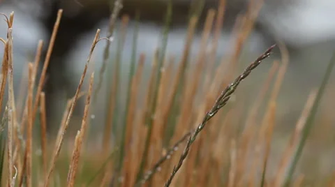 Long wet grass, Pull focus 動画素材 38646220
