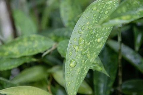 Long Wet Green Leaf Macro with Crisp Water Drops Stock Photos