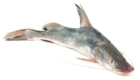 Long-whiskered catfish Stock Photos