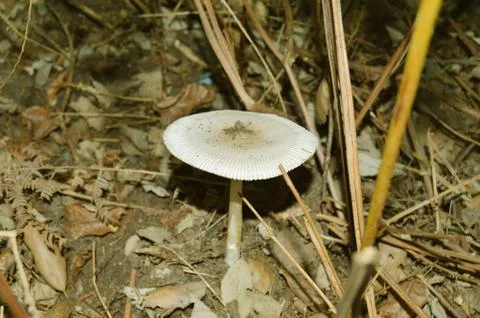 A long white champignon Stock Photos