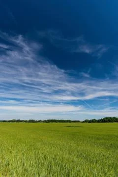 Long white clouds over a field with young corn plants Stock Photos
