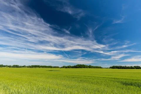 Long white clouds over the field with young corn plants Stock Photos