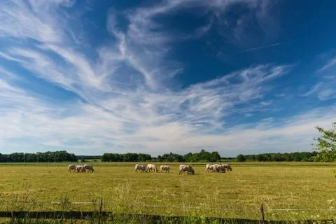 Long white clouds over a meadow with grazing bulls Stock Photos