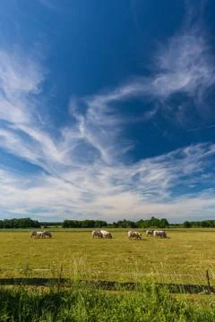 Long white clouds over the meadow with grazing bulls Stock Photos