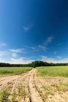 Long white clouds over rapeseed field with broken path created by tractors Stock Photos
