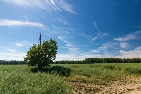 Long white clouds over rapeseed plants with tree with one dry branch Stock Photos