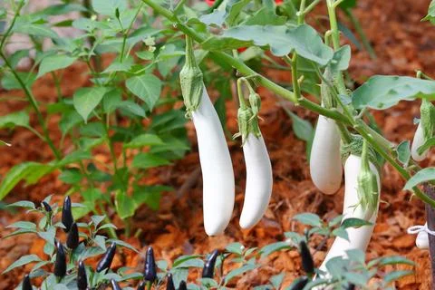 Long white eggplant on the tree Stock Photos