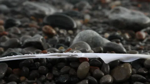 Long white feather laying dripping on wet rocks, waves. HD 1080p 24fps. Stock Footage 22732687