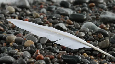 Long white feather lays dripping on rocky beach, gently washed up by waves. HD. Stock Footage 22732995