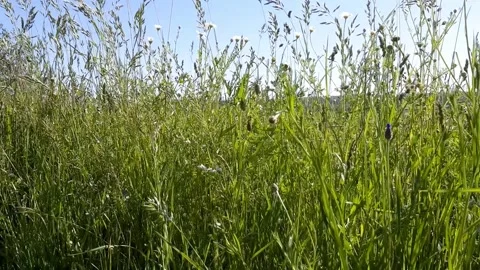 Long, wild grass blowing in the breeze. The countryside of South Limburg Stock Footage 157426965