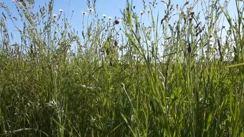 Long, wild grass blowing in the breeze. The countryside of South Limburg. Stock Footage 157426987