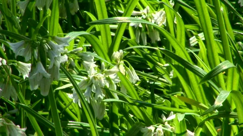 Long Wild Grass Blowing in the wind 動画素材 109369