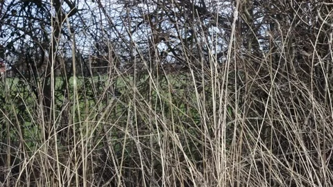 Long wild grass Stock Footage 104308514