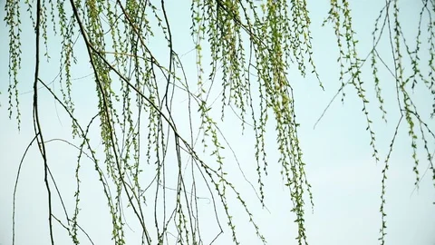 Long willow branch in spring season Stock Footage 80010981