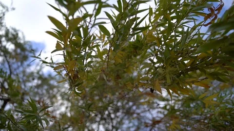 Long willow branches with leaves hanging from tree on cloudy sky background Video stock 122669156