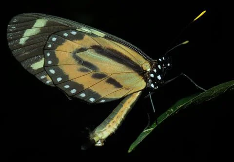 Long wing butterfly on leaf Stock Photos