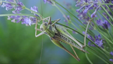 Long-winged grasshopper bug on blooming lavender, close-up Stock Footage 341295084