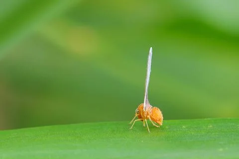 Long-winged Planthopper Stock Photos