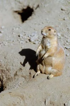 Long Winter Stock Photos