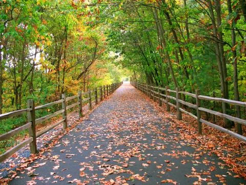 Long wooded trail Stock Photos