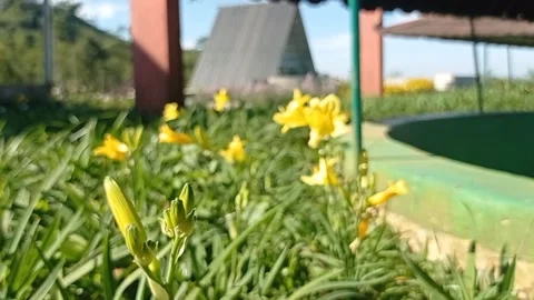 Long Yellow Daylily Stock Footage 240410973