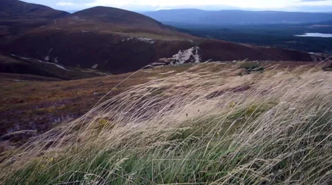 Long yellow grass blowing in the wind in scottish highland hills 動画素材 68056896