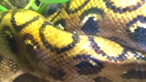 A Long Yellow Python in an Aquarium Stock Footage 136985926
