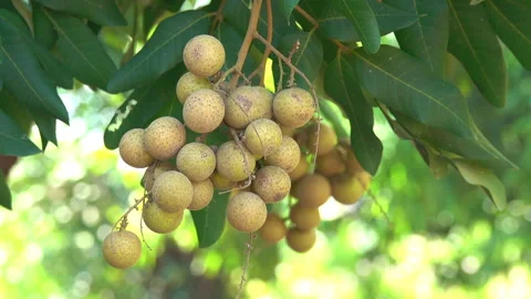 Longan bouquet 스톡 동영상 297605465