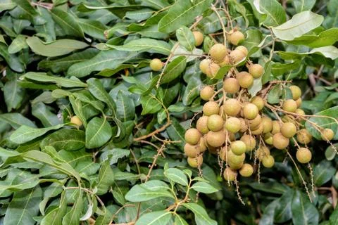 Longan bunch on the tree Foto stock