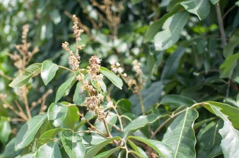 Longan flower background. Foto stock
