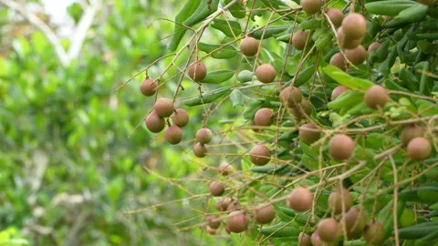 Longan Fruit Branch Close-Up In Lush Tropical Orchard Vídeos de archivo 337242219