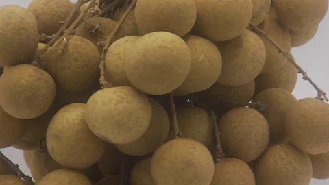 Longan Fruit Stock Footage 126111058