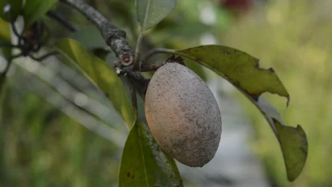 Longan fruit Stock Footage 212548943