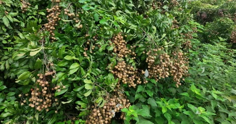 Longan fruit in growth on tree in summer Video stock 249104919