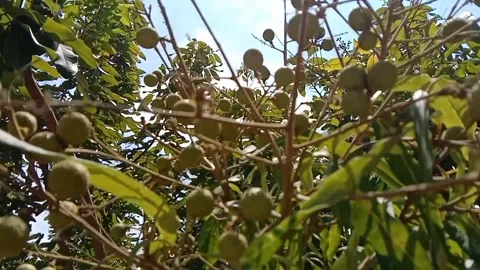 Longan fruit has thin, light brown skin. Stock Footage 316583548