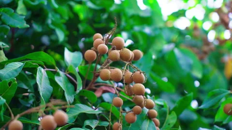 Longan fruit on Longan tree Video stock 156038506