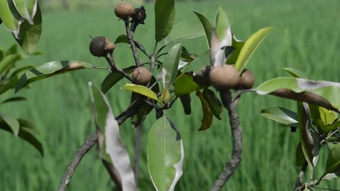 Longan fruit in the rice field Video stock 172543738