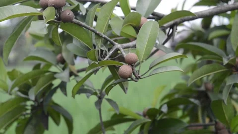 Longan fruit in rice fields Video stock 172543749