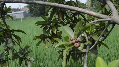 Longan fruit in rice fields Video stock 172543756