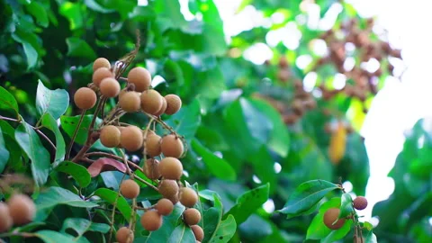 Longan fruit shift focus Video stock 156038459