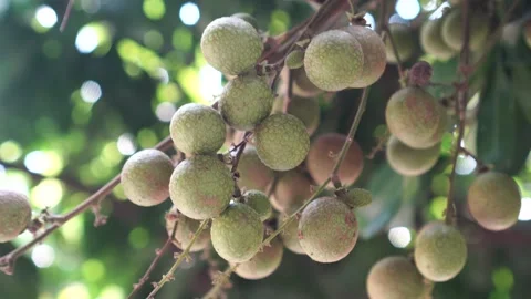 Longan fruit on the tree Video stock 267718787
