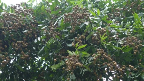Longan fruit tree Stock Footage 346130168