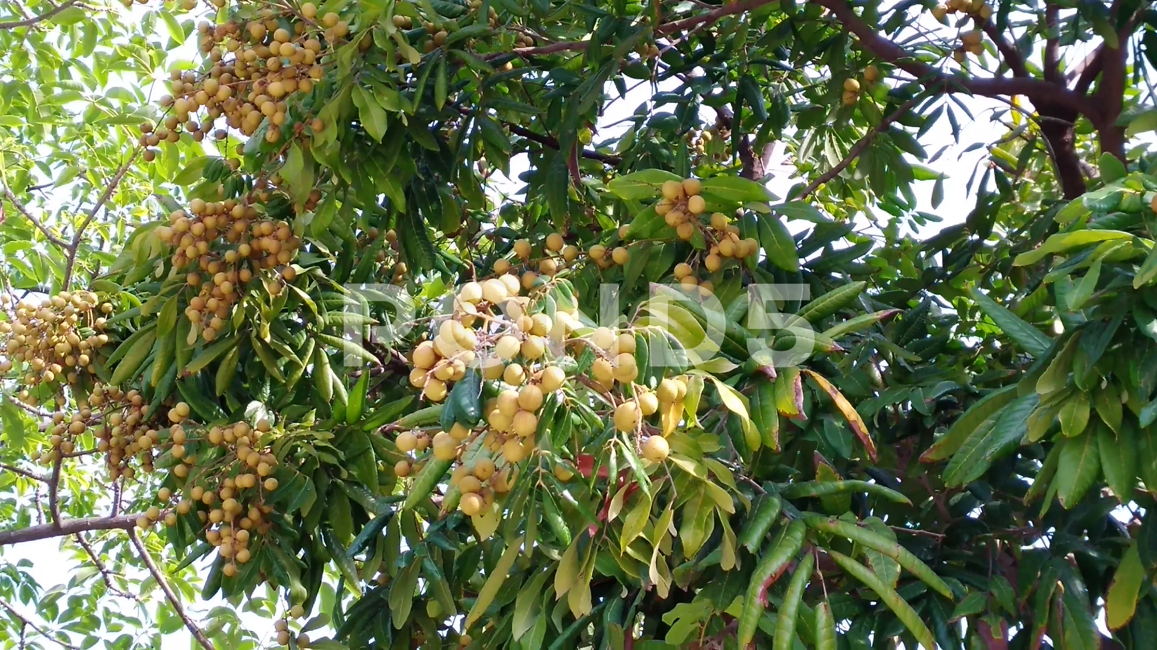longan tree fruit