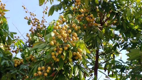 Longan fruit tree landscape Vídeos de archivo 155893169