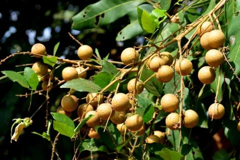 The Longan Fruit Tree - Lychee Close Relative Foto stock