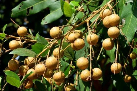 The Longan Fruit Tree - Lychee Close Relative Stock Photos