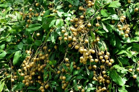 The Longan Fruit Tree - Lychee Close Relative Stock Photos